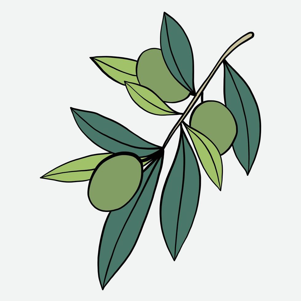 doodle freehand sketch drawing of olive fruit. vector