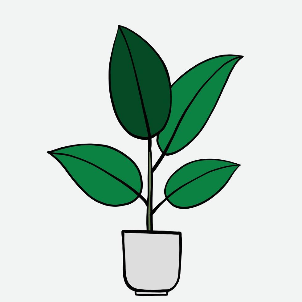 simplicity rubber fig plant freehand drawing flat design. vector