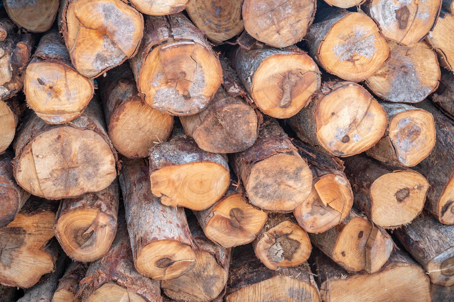 apilar troncos de troncos de árboles en el bosque, pilas de leña o almacenamiento de leña para restaurante o industria. foto