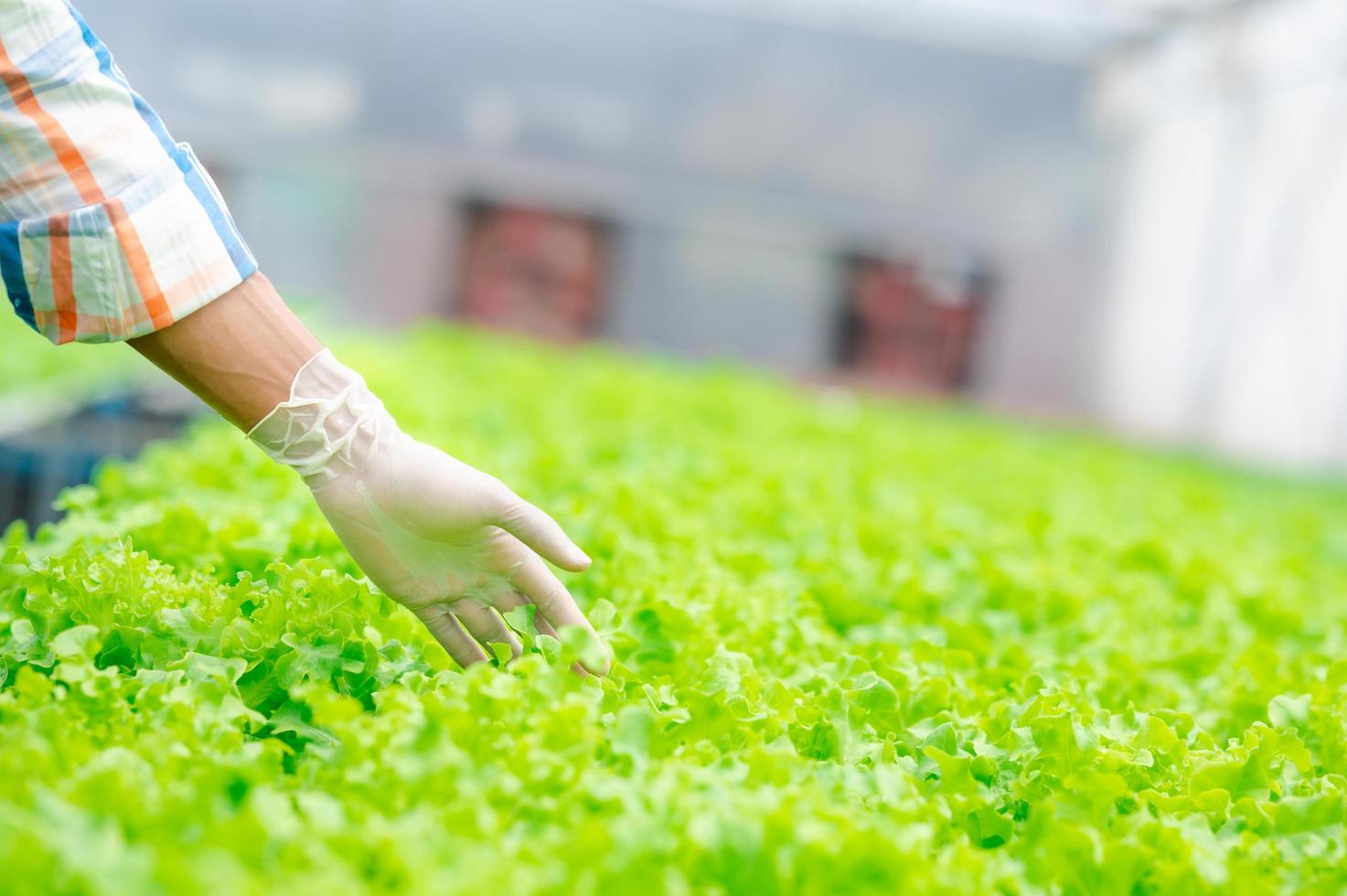 farmer hand ouching fresh lettuce vegetables photo