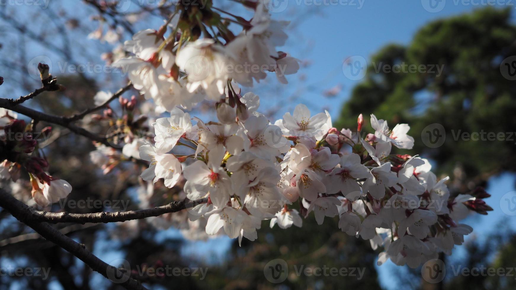 flores de cerezo blancas. árboles de sakura en plena floración en meguro ward tokio japón foto