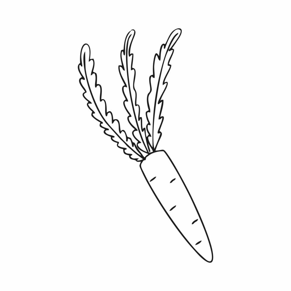 Carrots drawn with a contour line by hand. Drawing sketch of carrots. Fruits and vegetables on a white background vector