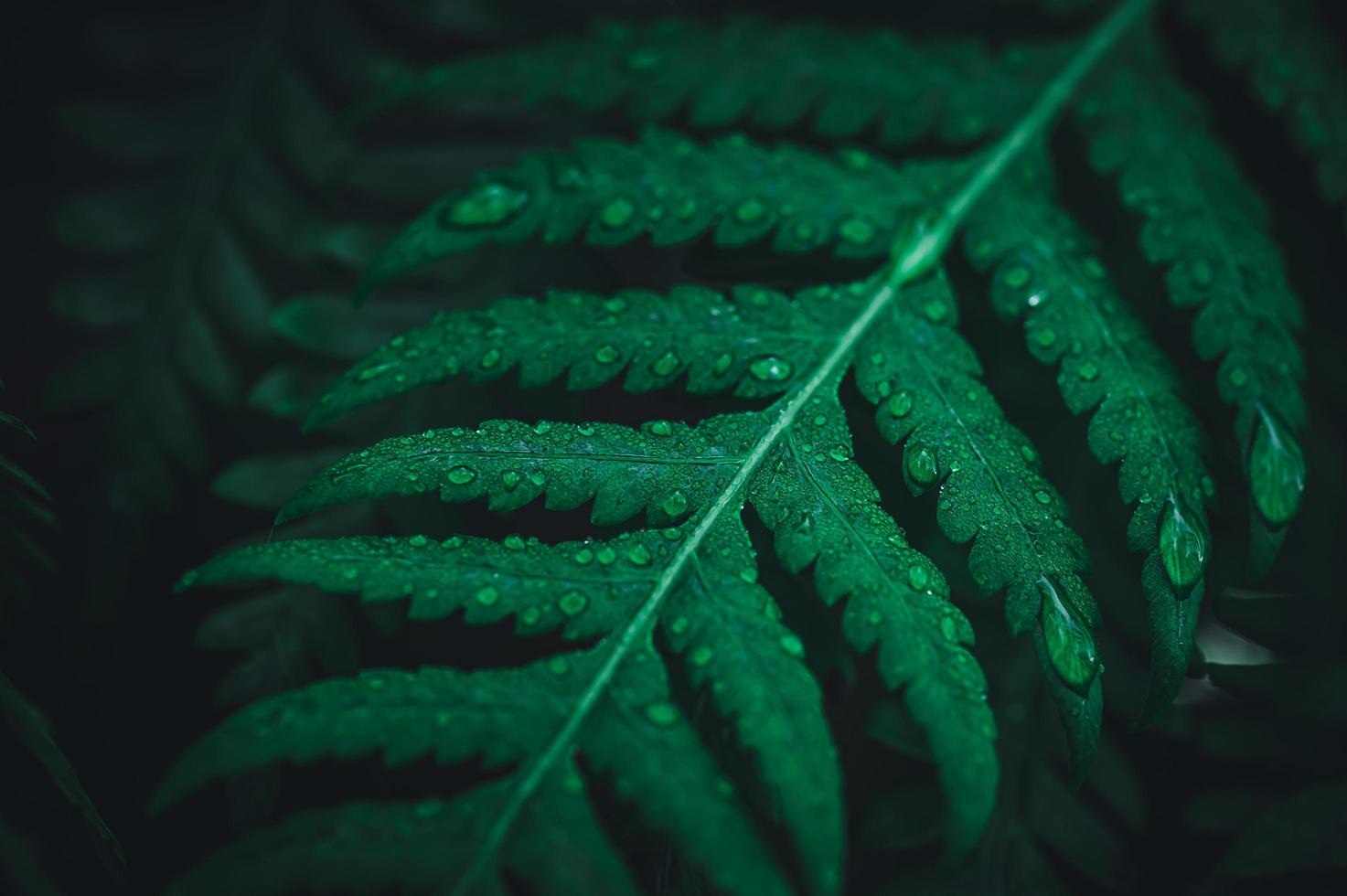 macro water droplets on leaves love the environment photo