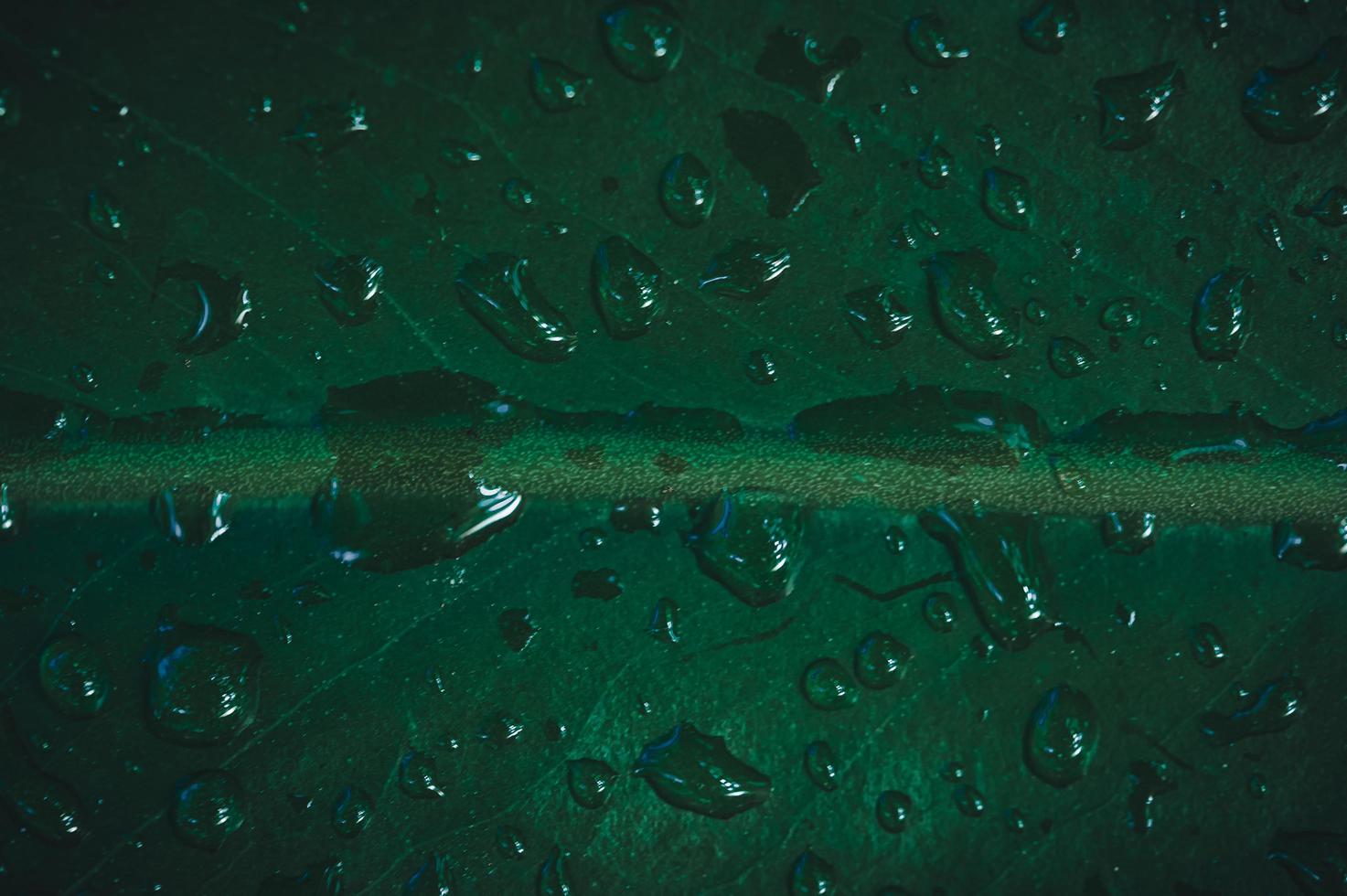 macro gotas de agua en las hojas aman el medio ambiente foto