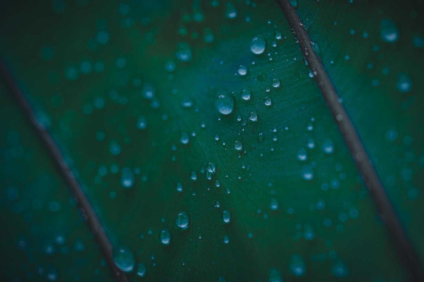 macro gotas de agua en las hojas aman el medio ambiente foto