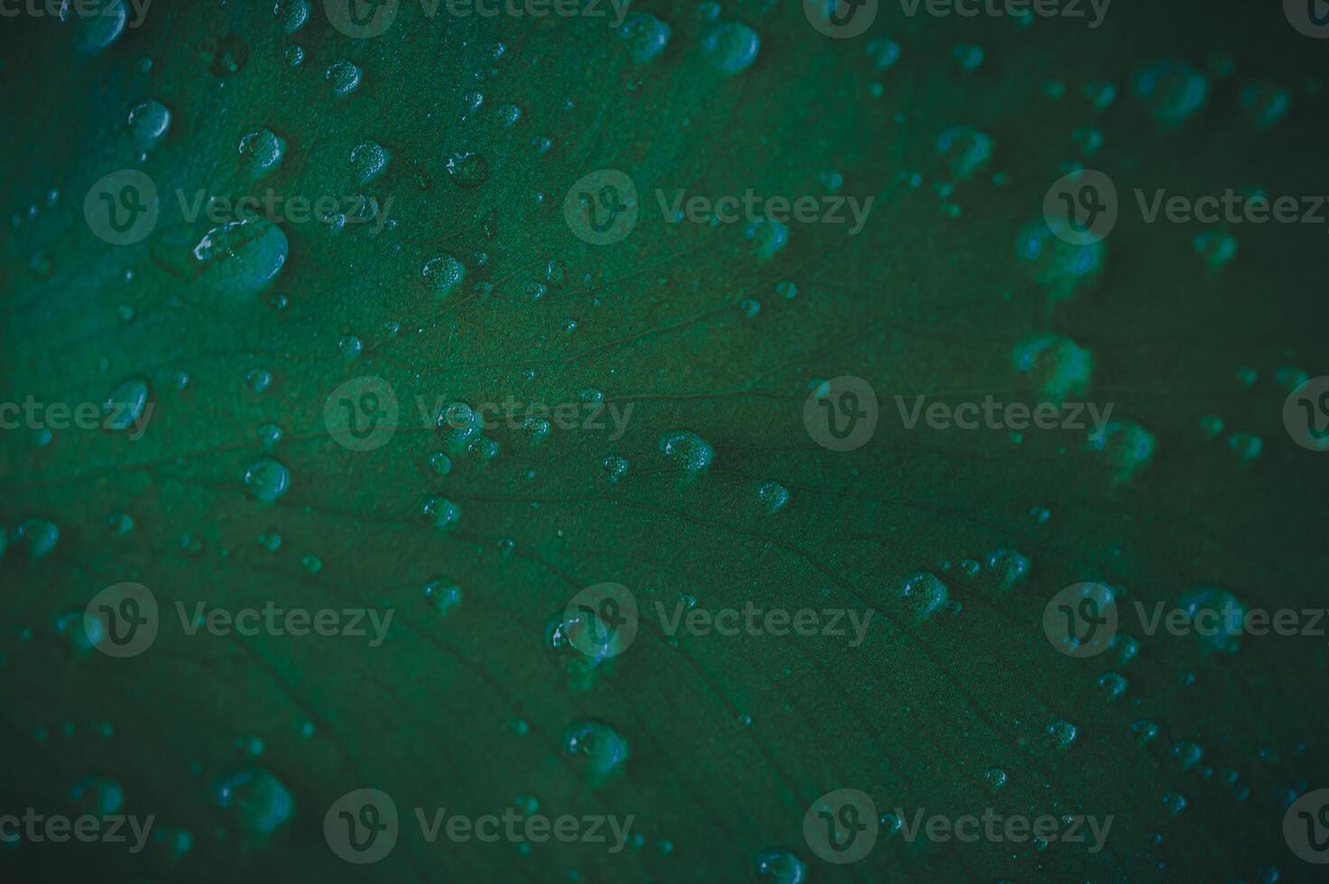 Water droplets on a green leaf photo