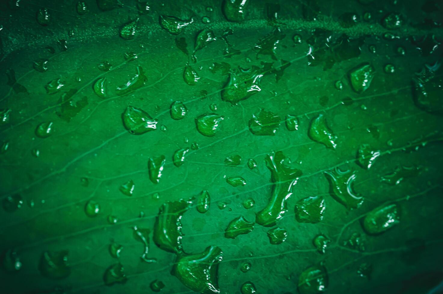 macro water droplets on leaves love the environment photo