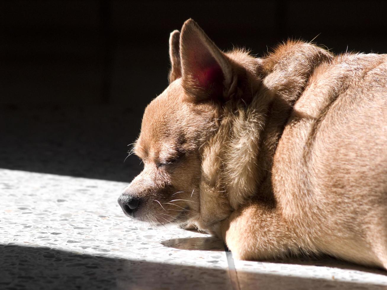 Perro chihuahua gordo durmiendo en el suelo foto