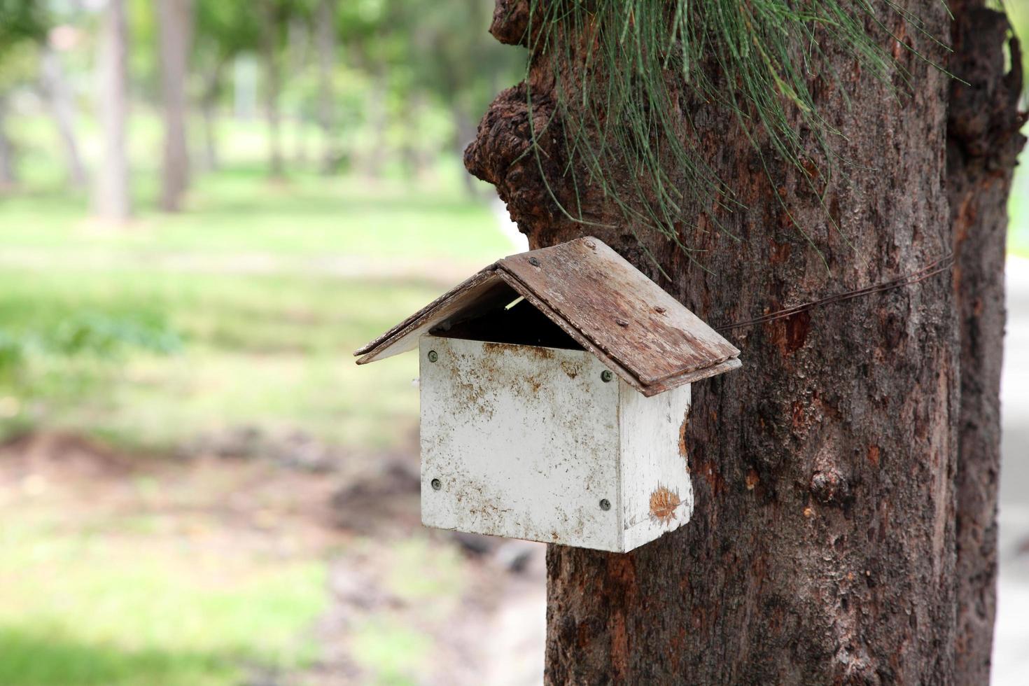 Close up wooden squirrel or bird house hanging on the tree photo