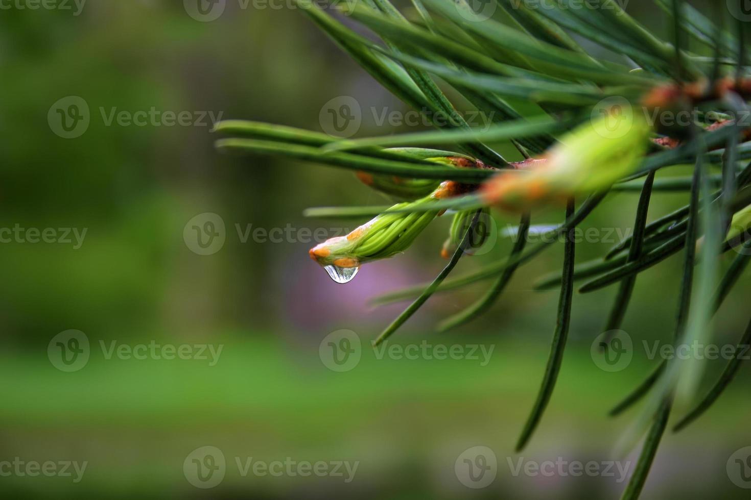Pine twig on a rainy day with a drop of water photo