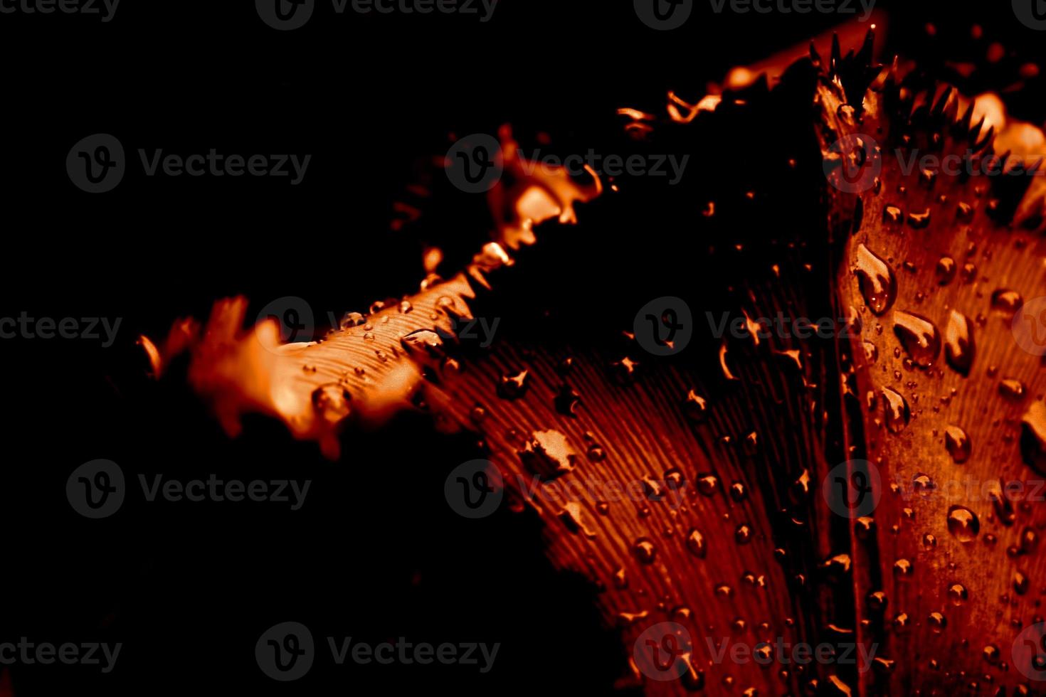Red tulip closeup in the rain photo