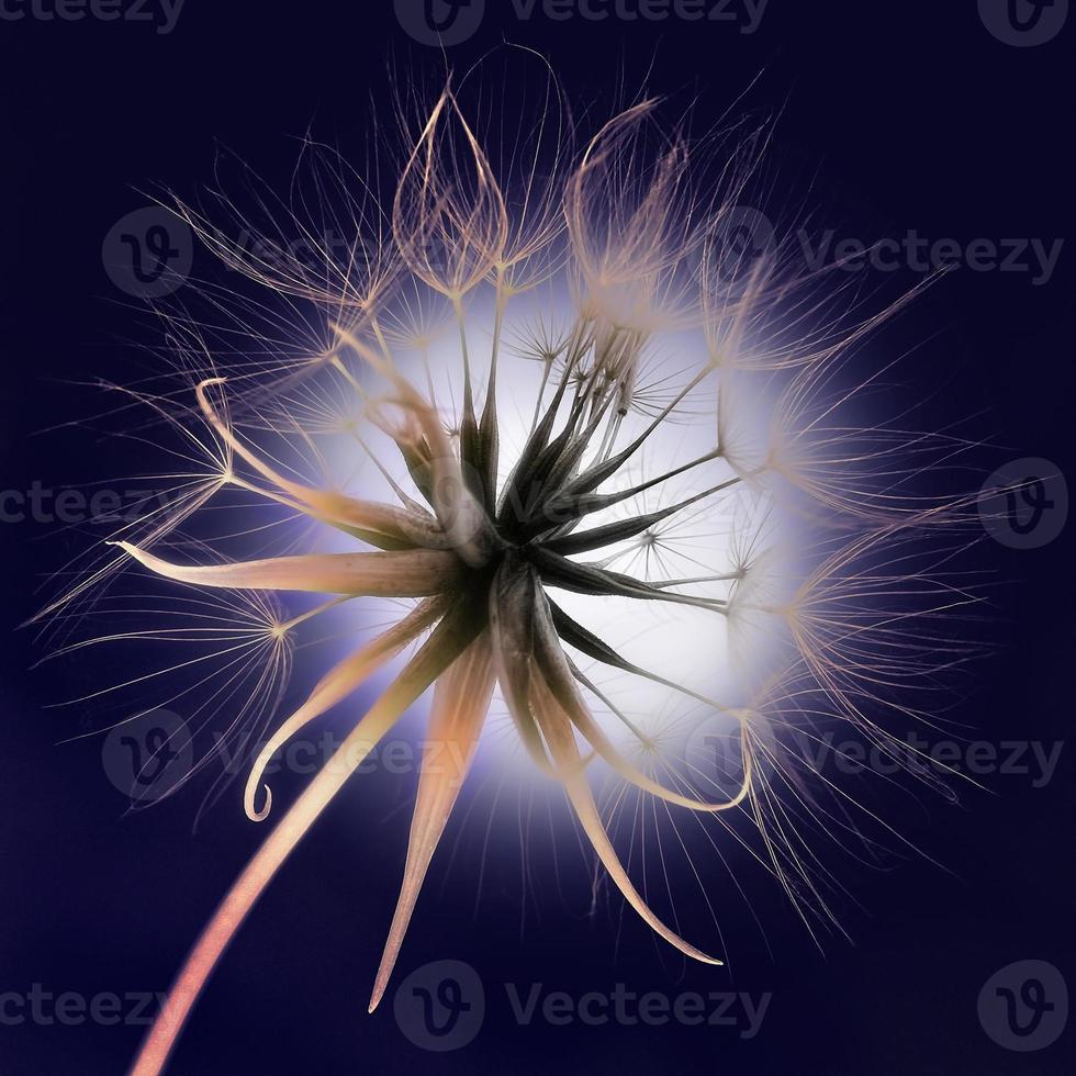 Dandelion closeup against dark blue background with fluffs photo