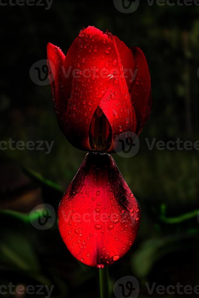 Red tulip closeup in the rain photo