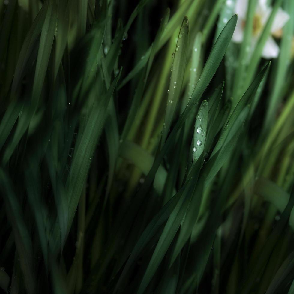 Green plants in botanical garden in the rainy day photo