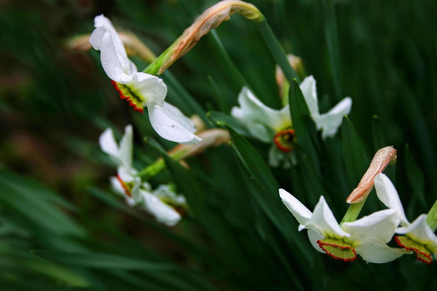 White narcissus in the garden photo
