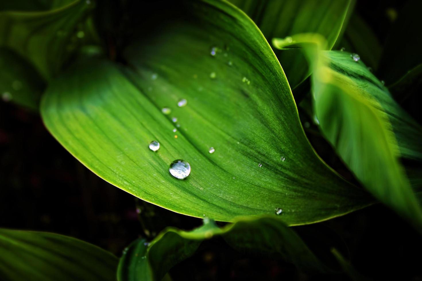 Green plants in botanical garden in the rainy day photo