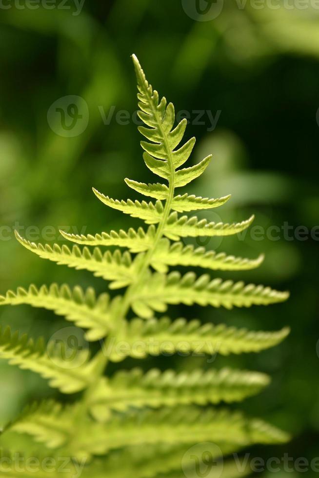Fern closeup detailed photo