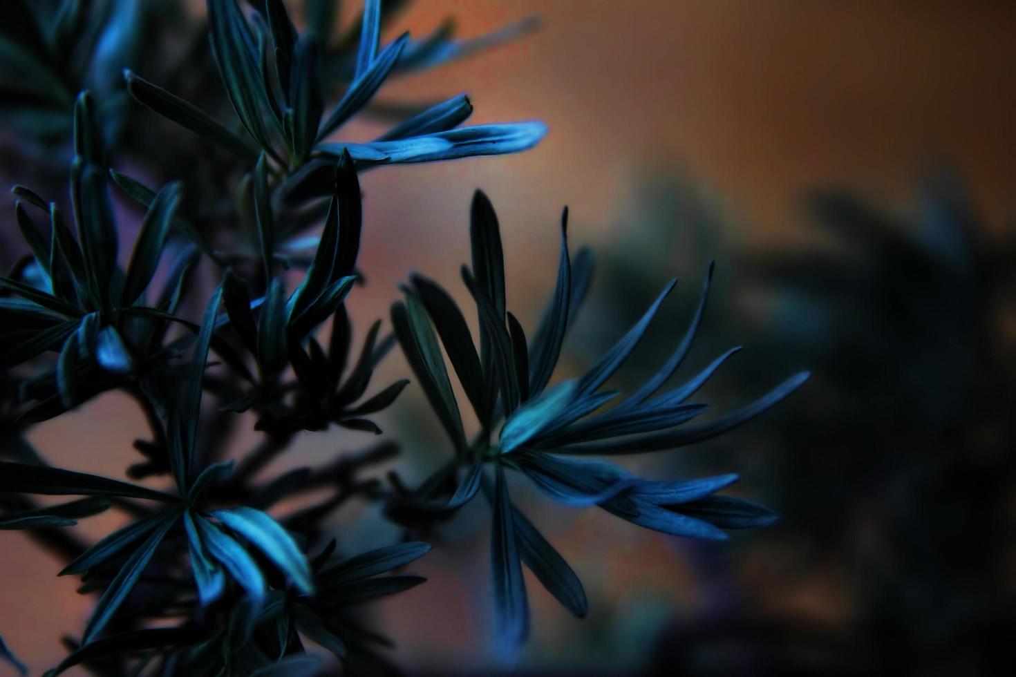 Indoor flowers closeup photo