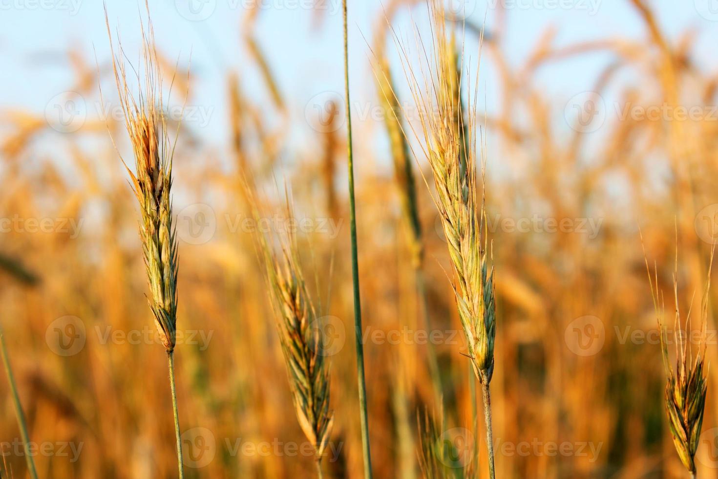 Fondo de cereales durante la cosecha. foto