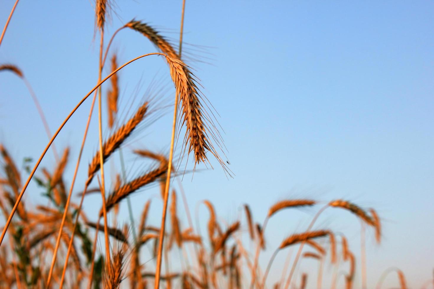 Cereal background during harvest photo