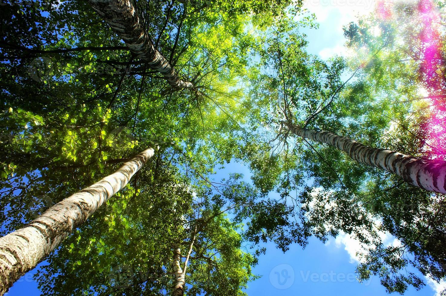 Birches' tops in the sunshine, summertime photo