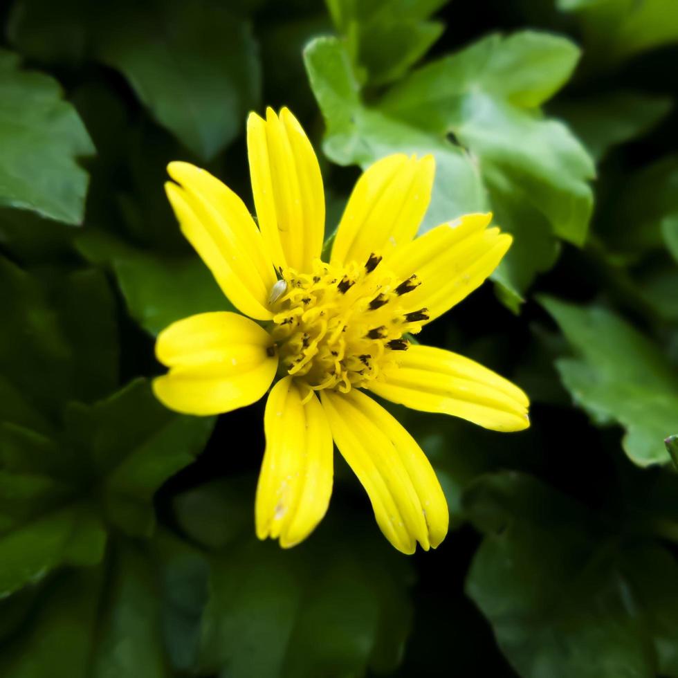 Yellow flower with blurred background. Beautiful yellow flower in the garden. photo
