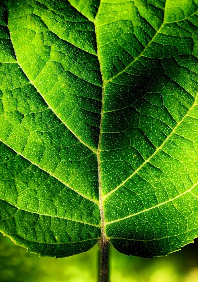 Green leaf texture closeup photo