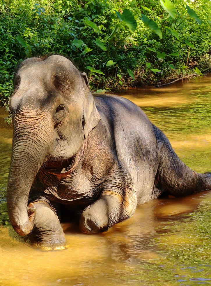 los elefantes se relajan jugando en el río. foto