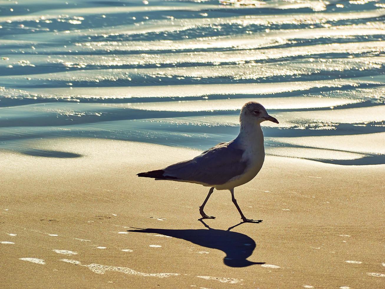 A seagull walking on a beach. photo