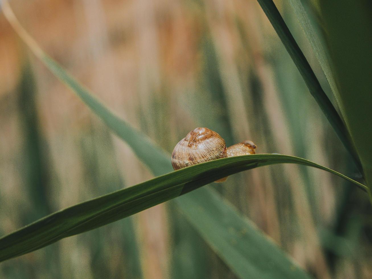 Big Snail In Shell Crawling On Grass photo