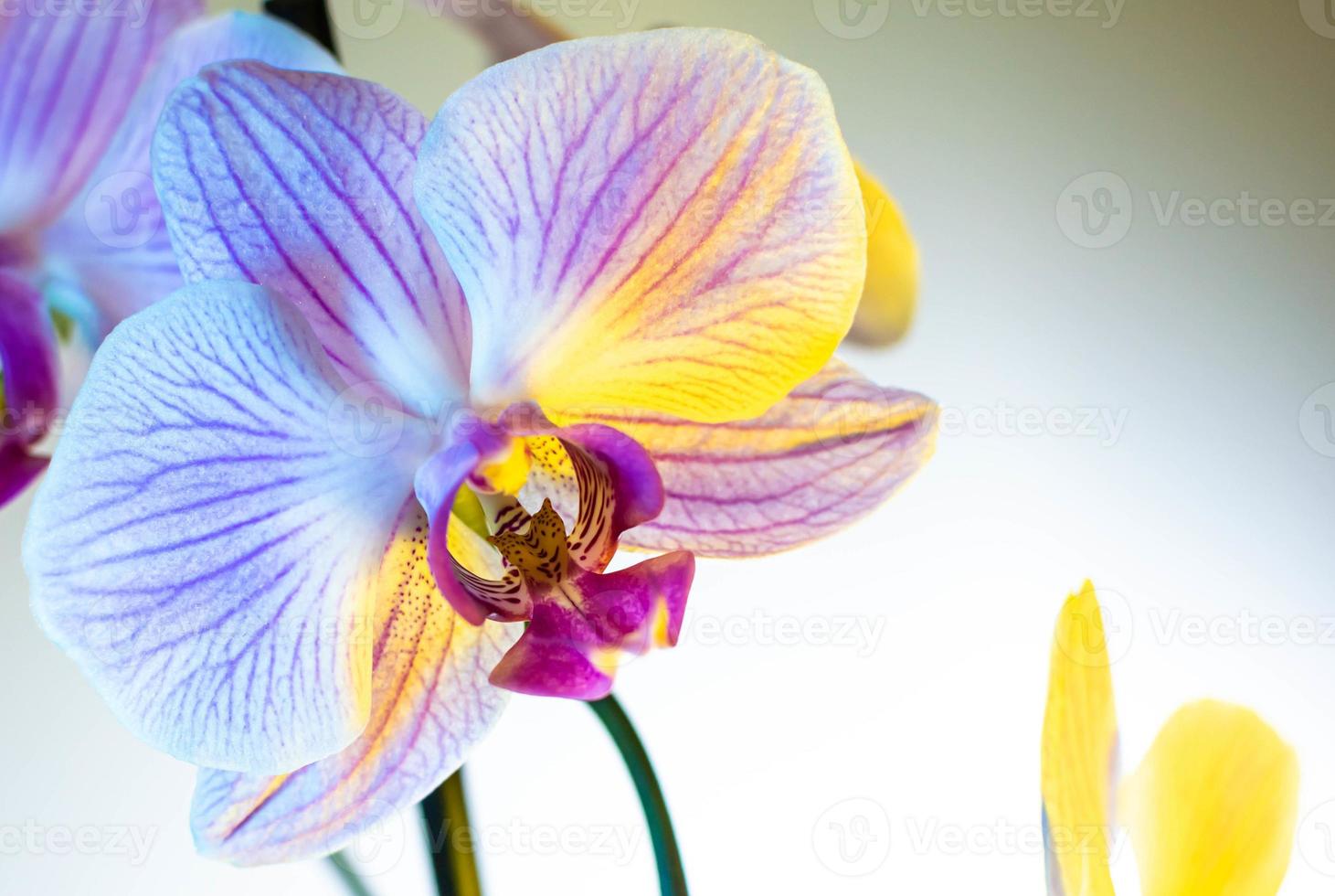 Beautiful yellow-blue orchid close-up on a neutral natural background photo