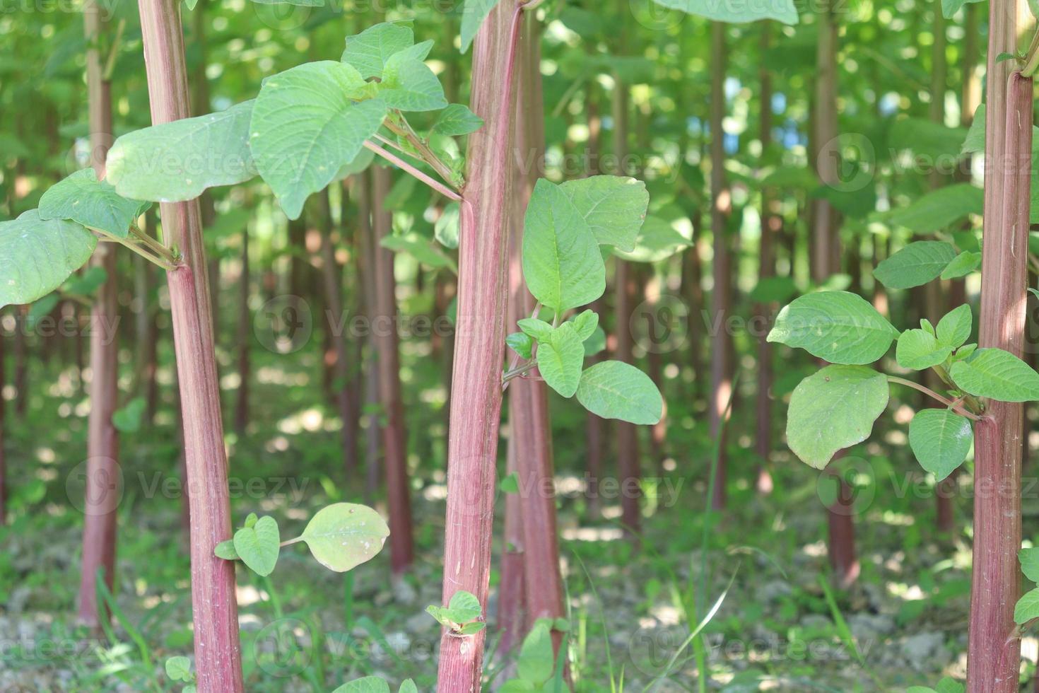 green amaranth farm on field 4733868 Stock Photo at Vecteezy