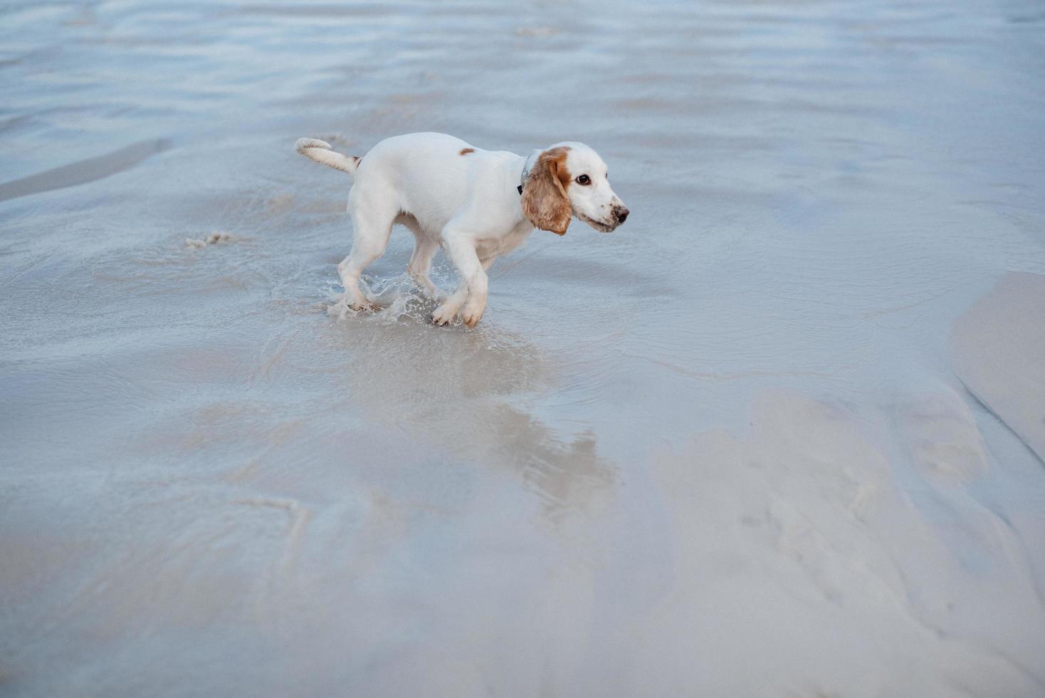 Spaniel perro joven alegre blanco foto