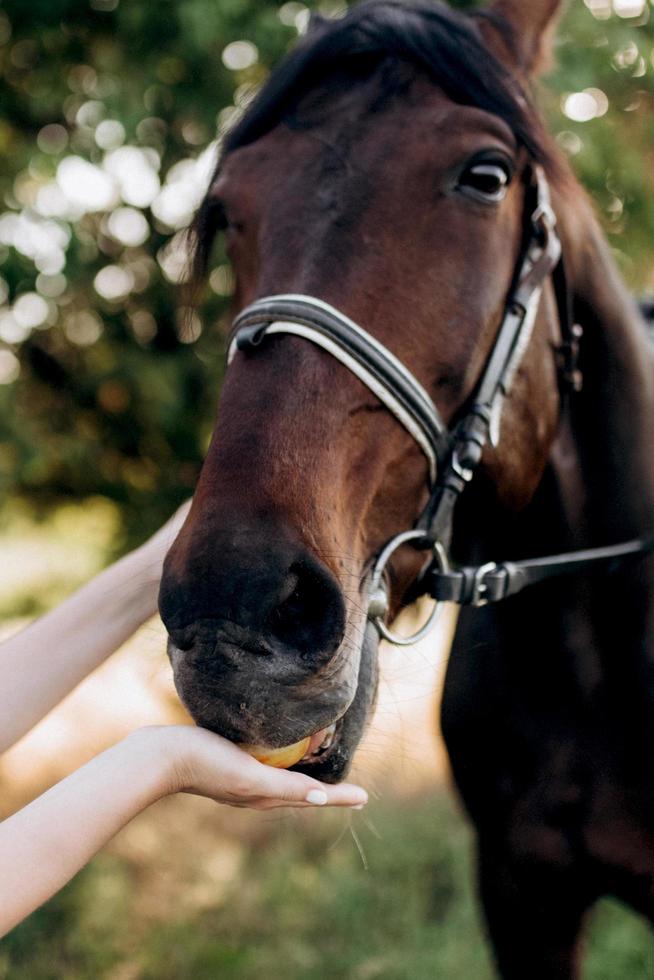 girl in a white sundress on a walk with brown horses photo