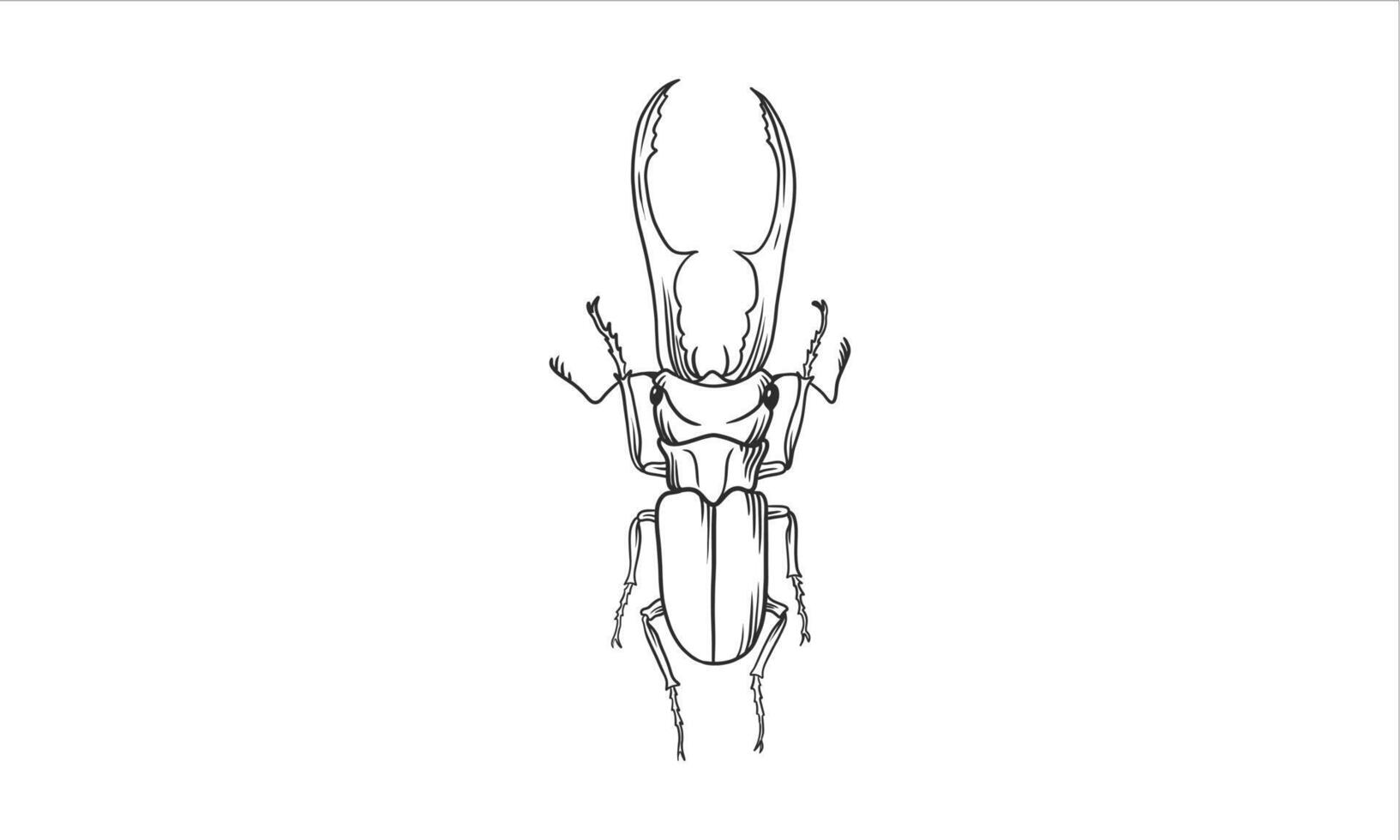 Beetle illustration in an uncolored hand drawn vector