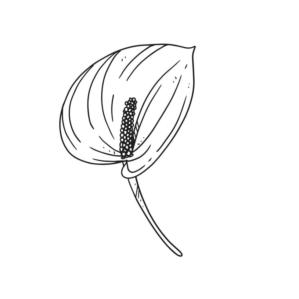 una hermosa ilustración de contorno de arum lily. colección de ilustraciones dibujadas a mano de flores para diseño floral. un elemento de decoración para invitación de boda, tarjeta de felicitación, tatuaje, etc. vector