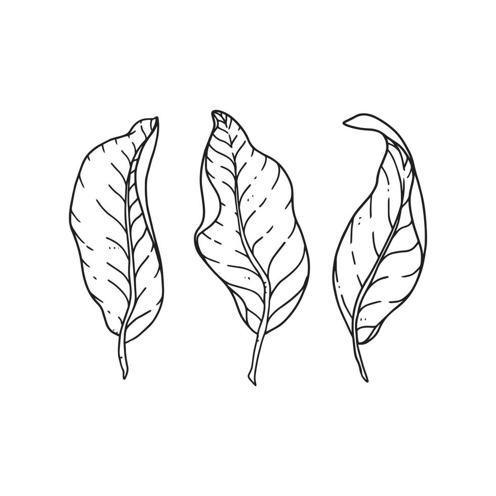 ornamental flower leaves illustration in outline. uncolored element in hand drawn vector for decorating wedding invitations, cards, and any design in floral theme.