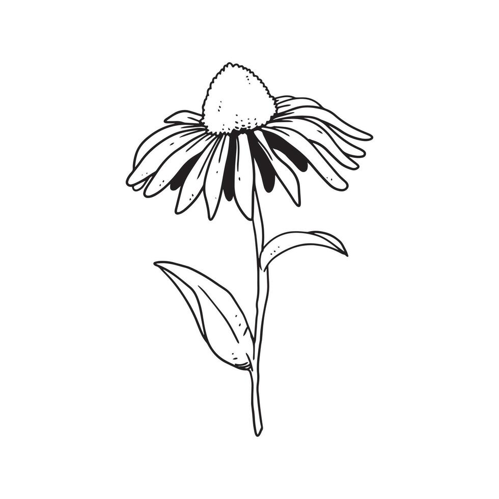 a beautiful outline illustration of a coneflower. flower hand drawn illustration collection for floral design. an element decoration for wedding invitation, greeting card, tattoo, etc. vector