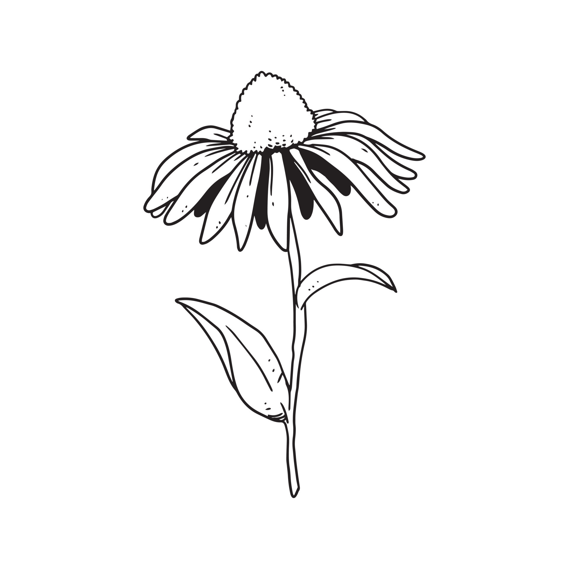 a beautiful outline illustration of a coneflower. flower hand drawn