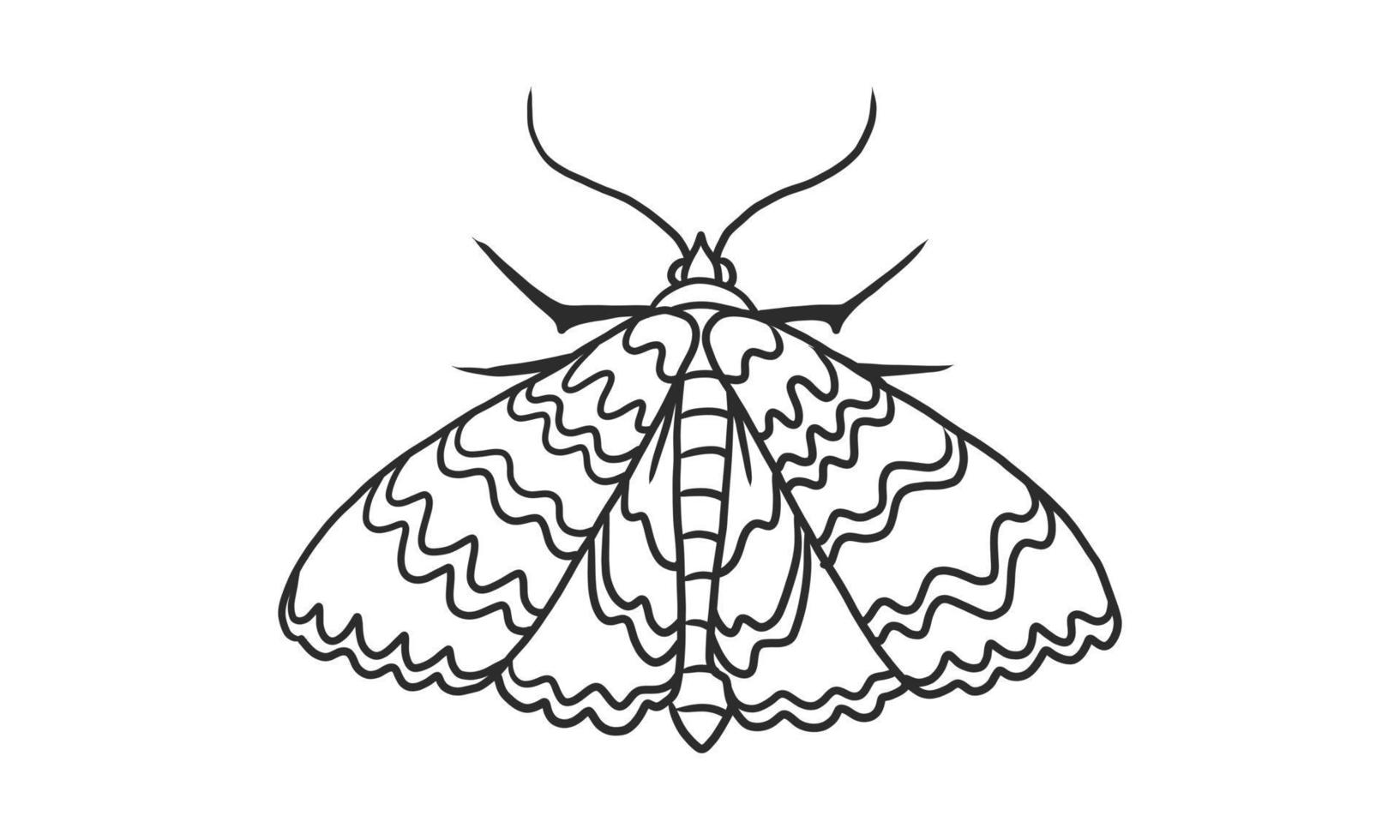 Moth illustrated in line art vector