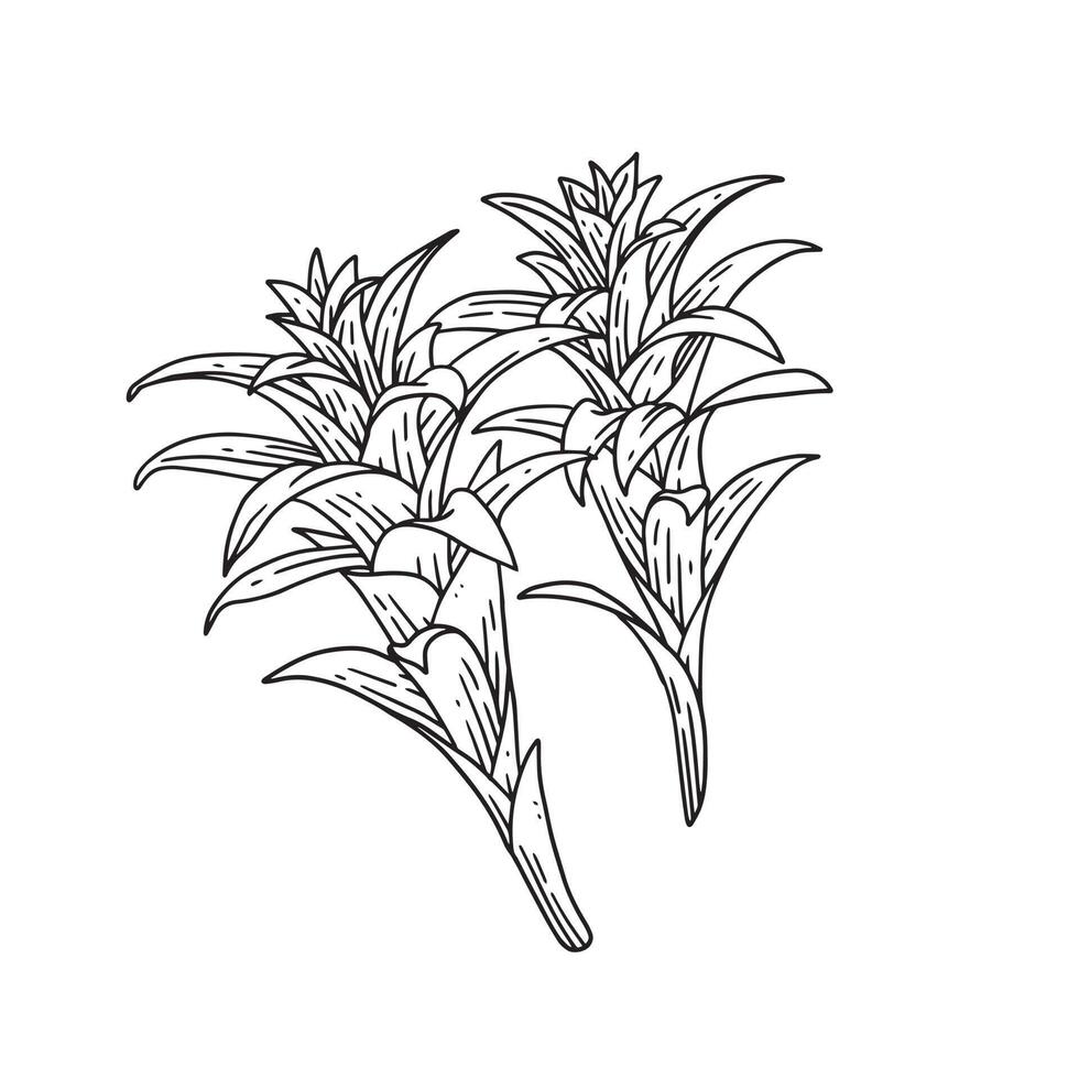 ornamental house plant illustration in outline. uncolored element in hand drawn vector for decorating wedding invitations, cards, and any design in floral theme.