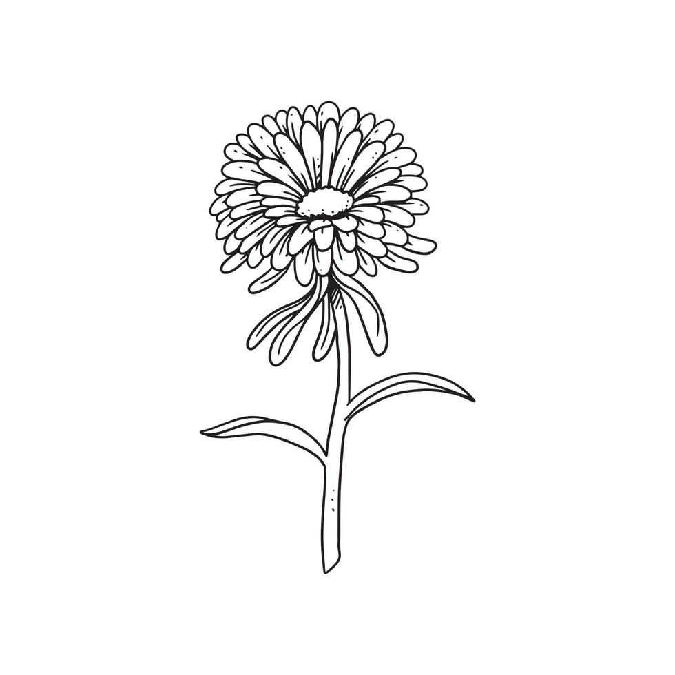 crisantemo ilustrado en estilo de contorno. colección de ilustraciones dibujadas a mano de flores para diseño floral. un elemento de decoración para invitación de boda, tarjeta de felicitación, tatuaje, etc. vector