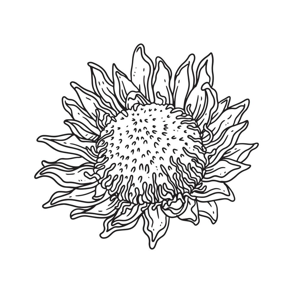 girasol ilustrado en estilo de contorno. colección de ilustraciones dibujadas a mano de flores para diseño floral. un elemento de decoración para invitación de boda, tarjeta de felicitación, tatuaje, etc. vector