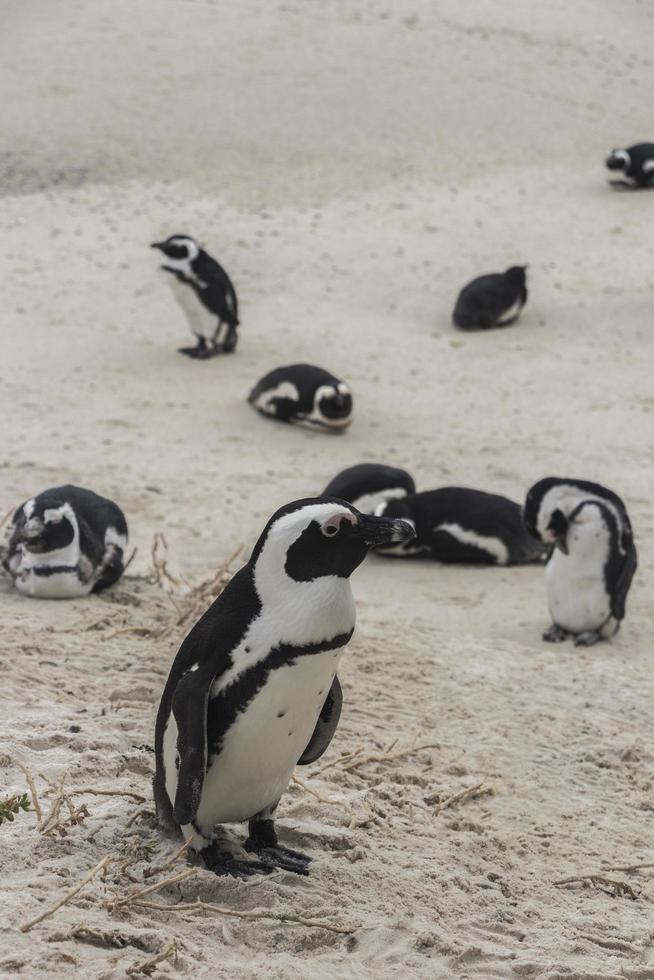 pingüinos playa de cantos rodados ciudad del cabo sudáfrica. colonia de pingüinos de anteojos. foto