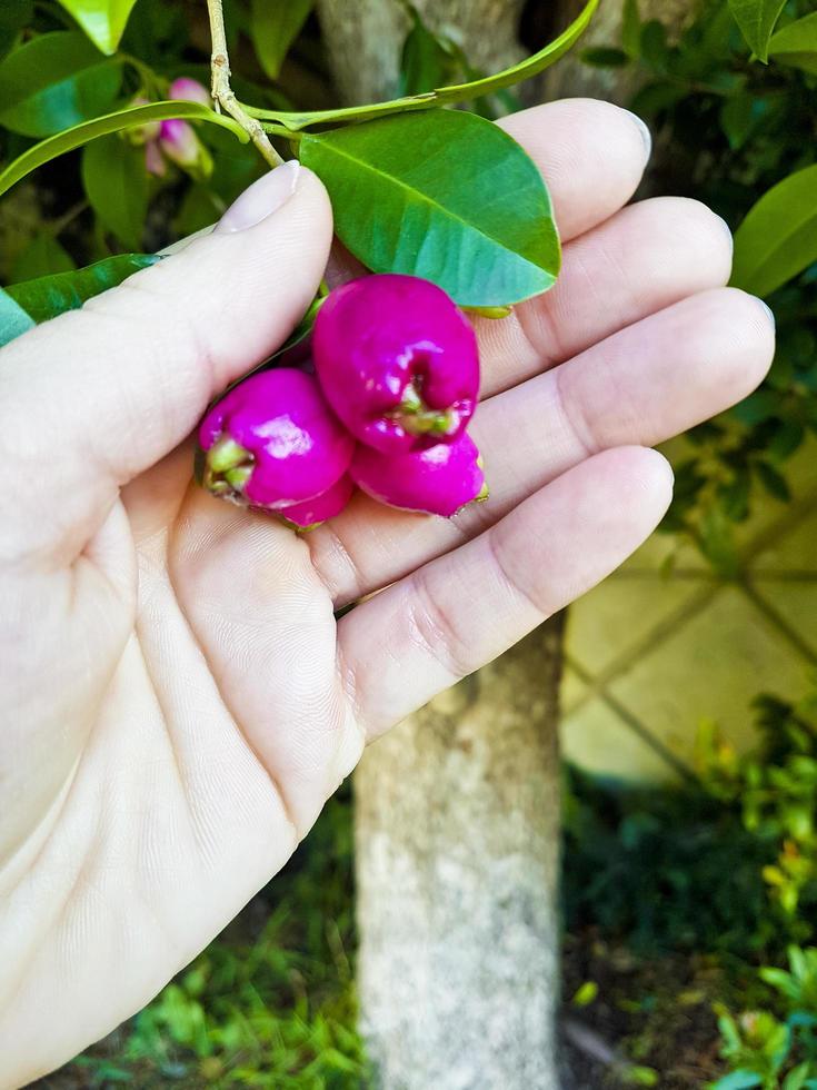 frutas rosadas, semillas, capullos de flores en el bosque, Sudáfrica. foto