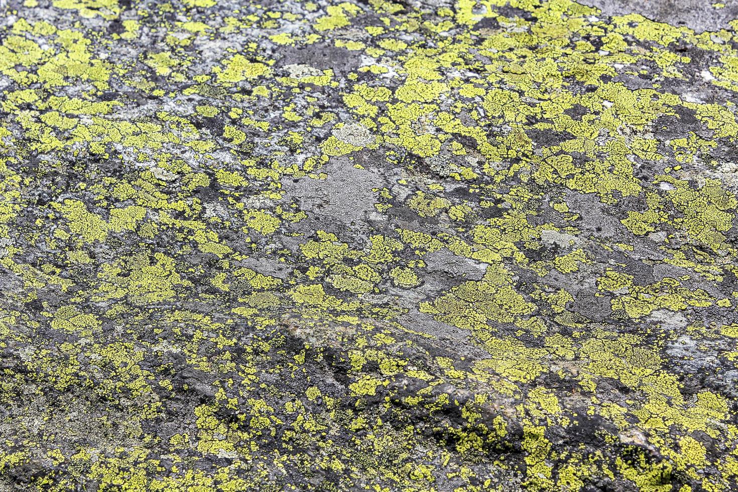 Textura de roca de piedra con musgo verde y líquenes en Noruega. foto