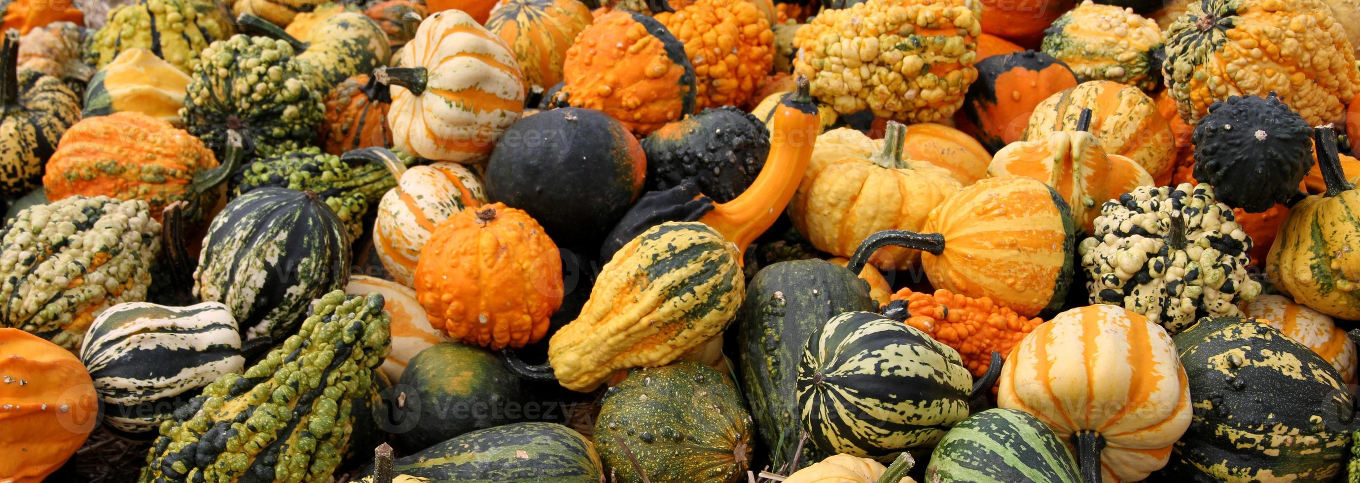 muchas calabazas diferentes y multicolores en el heno foto