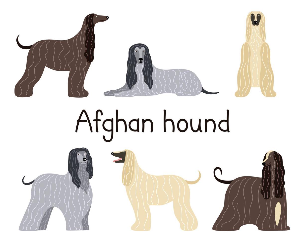 A set of different poses of the Afghan hound breed dog vector