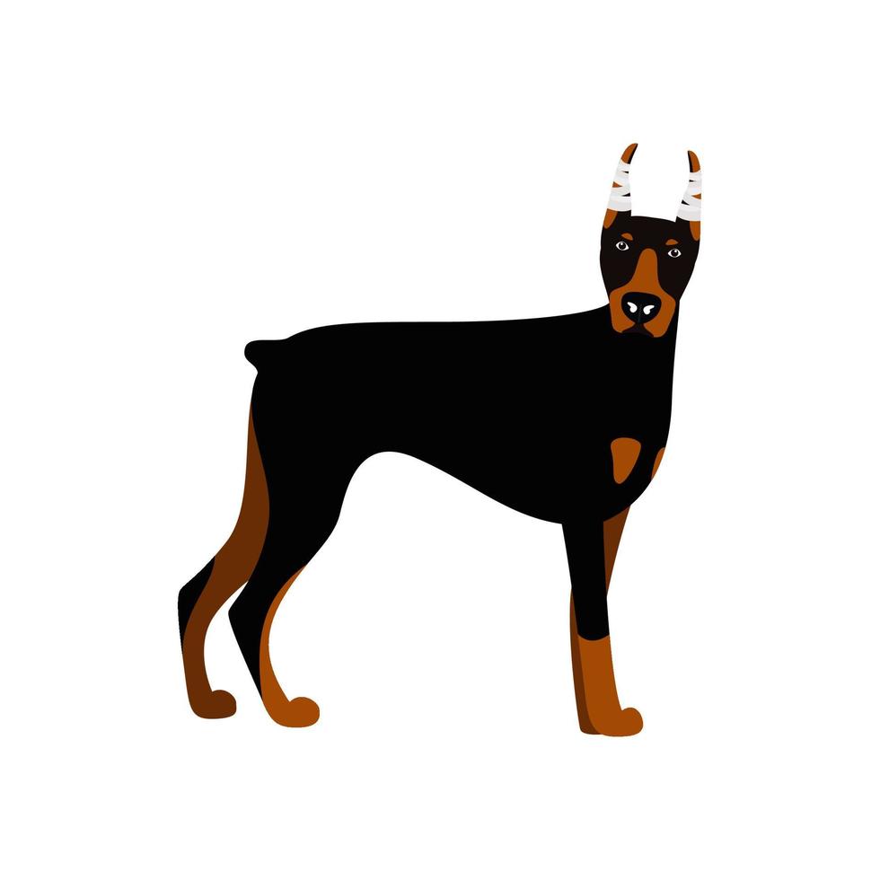 vector lindo perro doberman pinscher