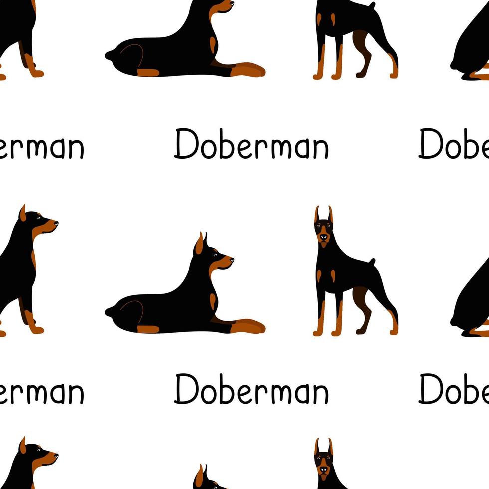 patrón sin fisuras de un conjunto de poses de la raza de perro doberman pinscher vector